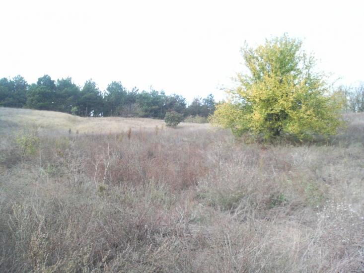 Галицинове з panoramio.com - Галициново