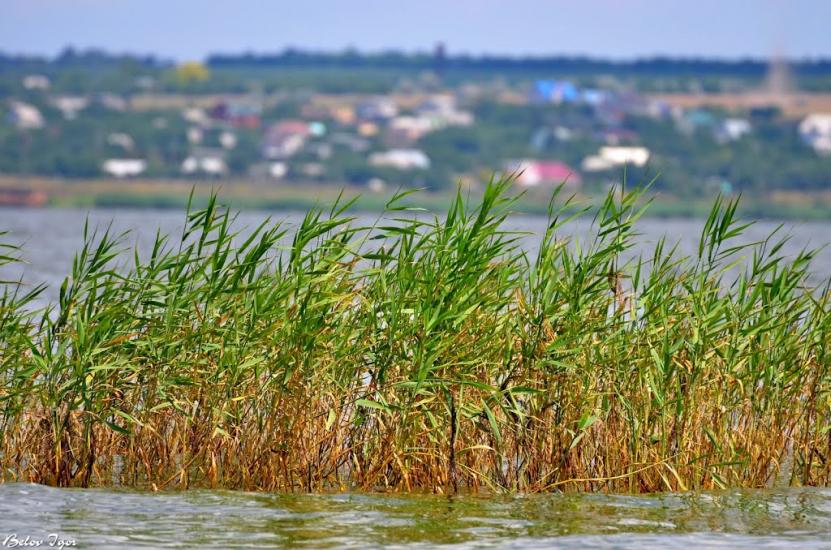 Алтестове з panoramio.com - Алтестово