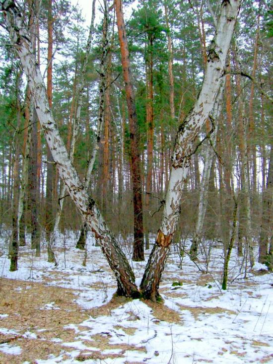 Студенок з panoramio.com - Студенок