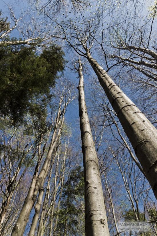 Букове з panoramio.com - Букове