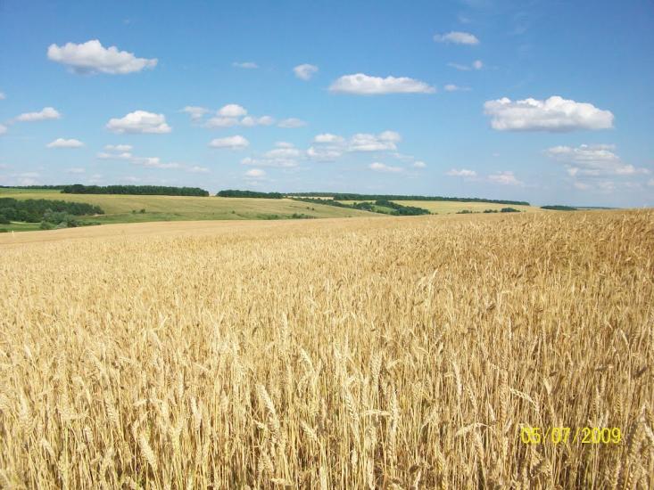 Михайлівка з panoramio.com - Михайлівка