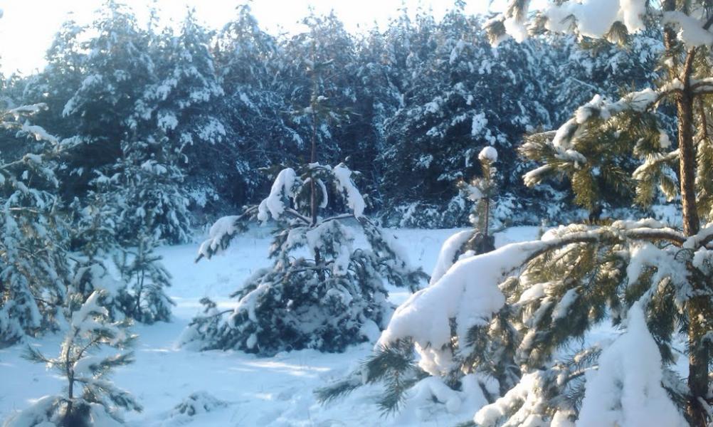 Борівське з panoramio.com - Борівське