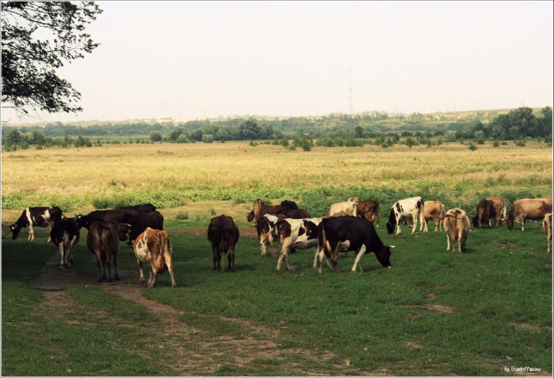 Білопілля з panoramio.com - Белополье