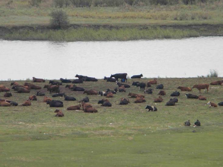Павлівка з panoramio.com - Павловка