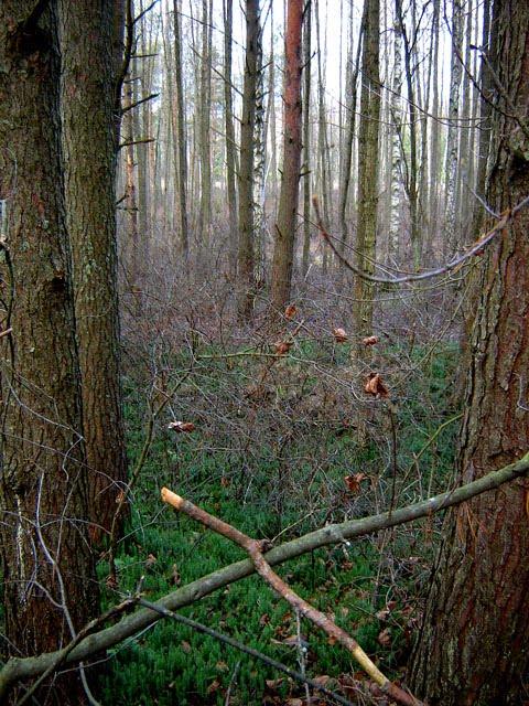 Нові Яриловичі з panoramio.com - Новые Ярыловичи
