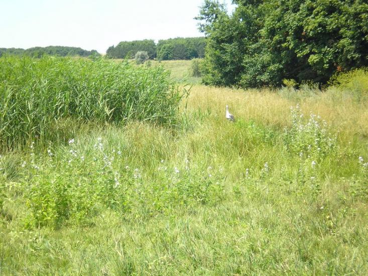 Кам'янка з panoramio.com - Камянка