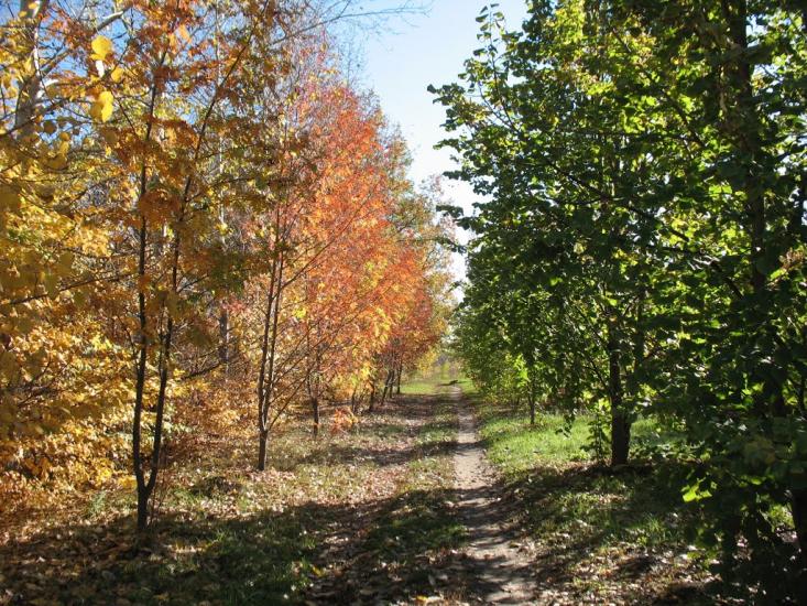 Комуніст з panoramio.com - Коммунист