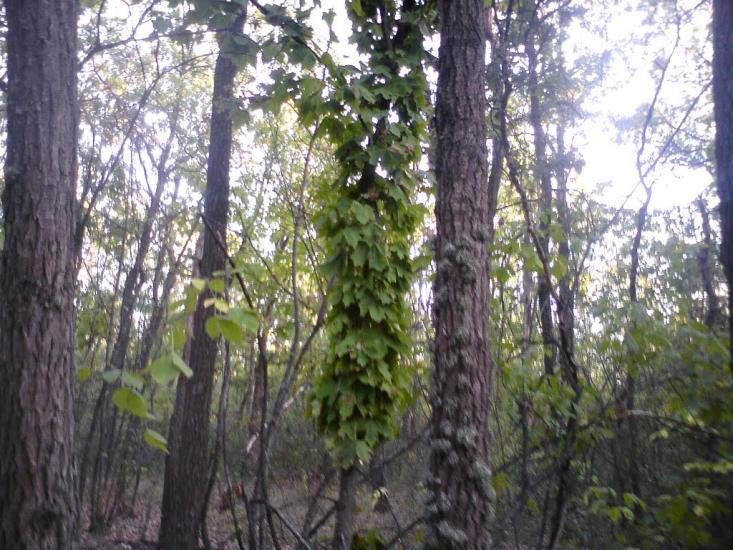 Михайло-Ларине з panoramio.com - Михайло-Ларине