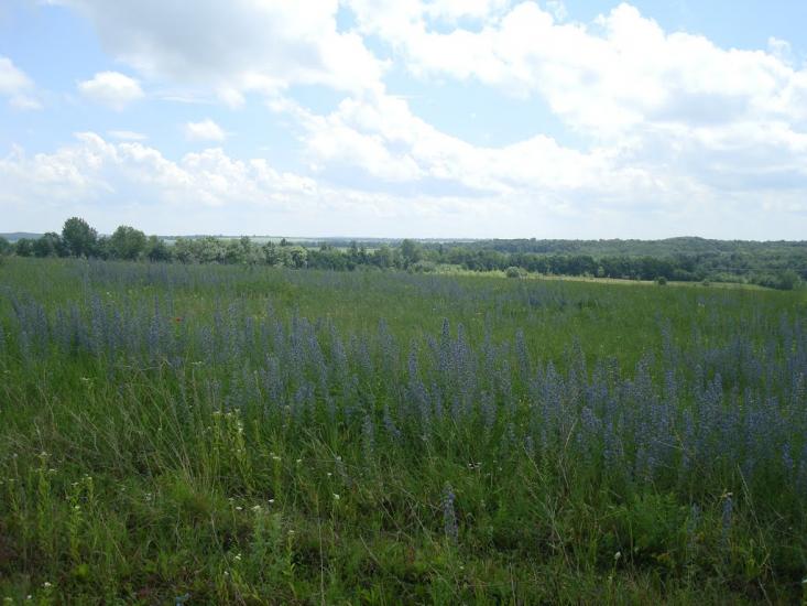 Грузевиця з panoramio.com - Грузевиця