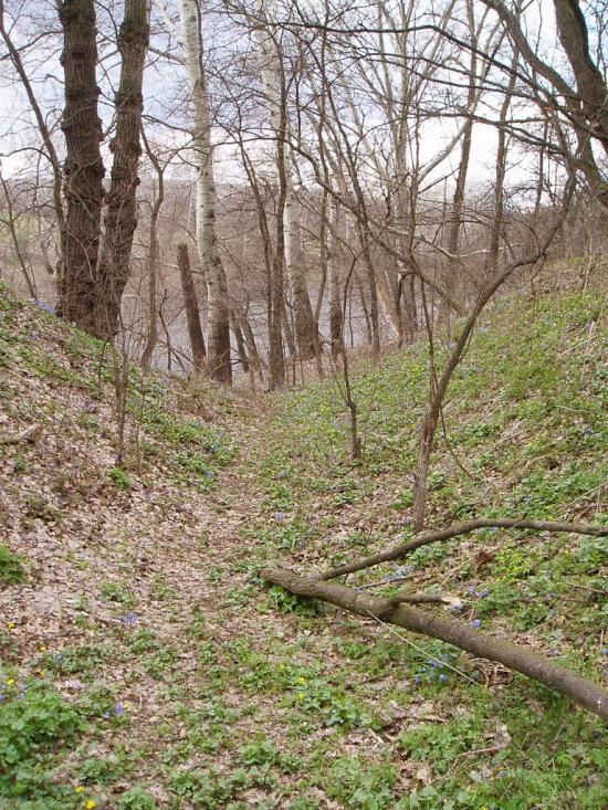 Привілля з panoramio.com - Приволье