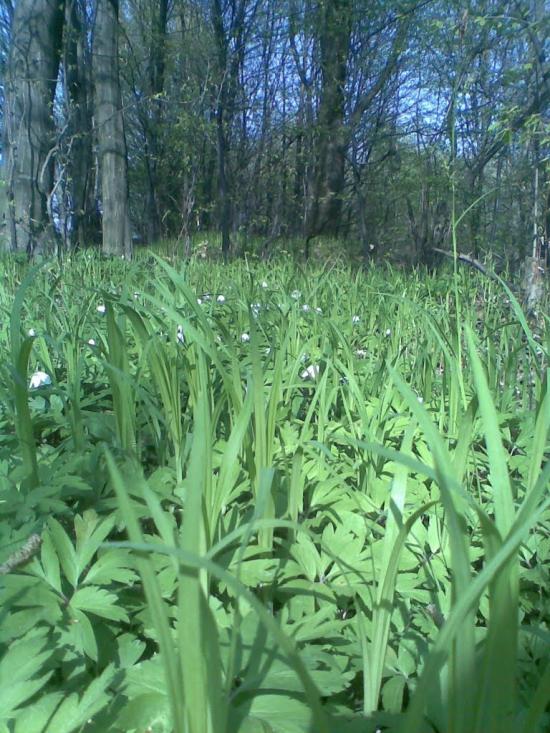 Верхній Майдан з panoramio.com - Verkhniy Maydan