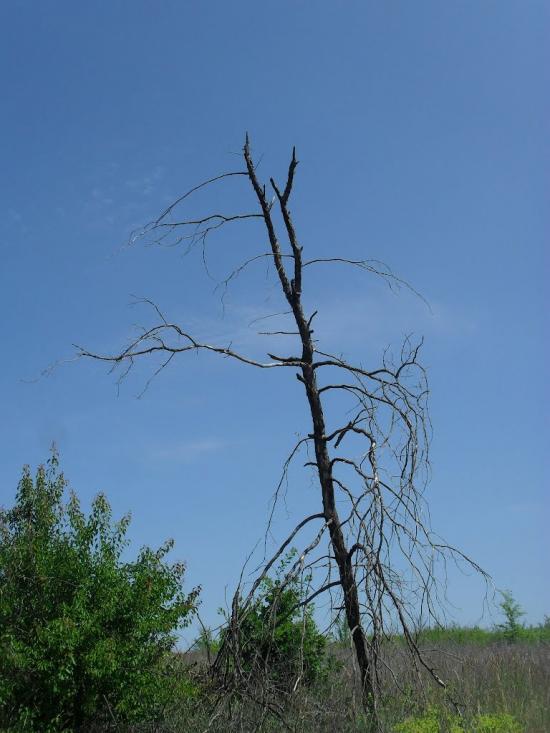 Лопаскине з panoramio.com - Лопаскине