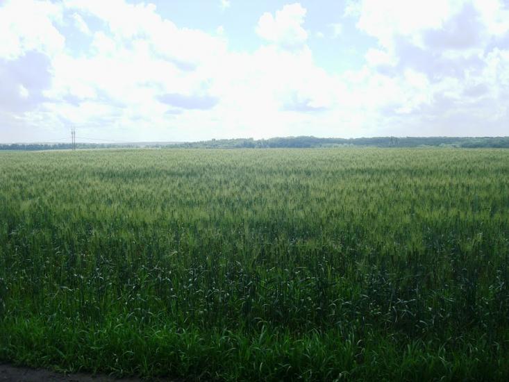 Грузевиця з panoramio.com - Грузевиця