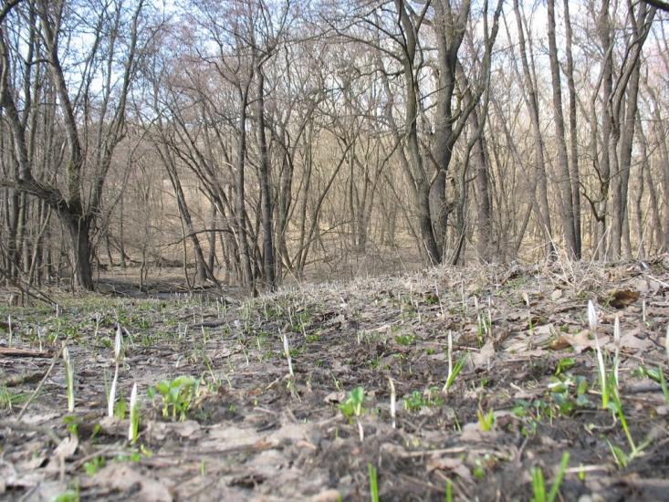 Сєверне з panoramio.com - Syeverne