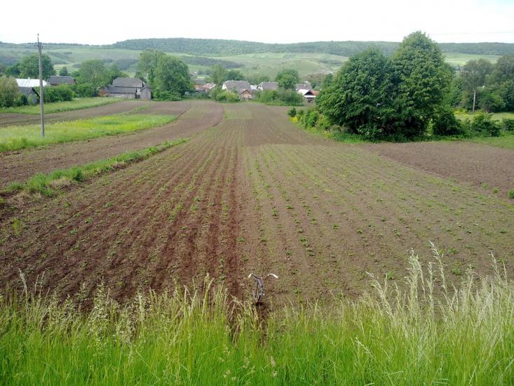 Саранчуки з panoramio.com - Saranchuky