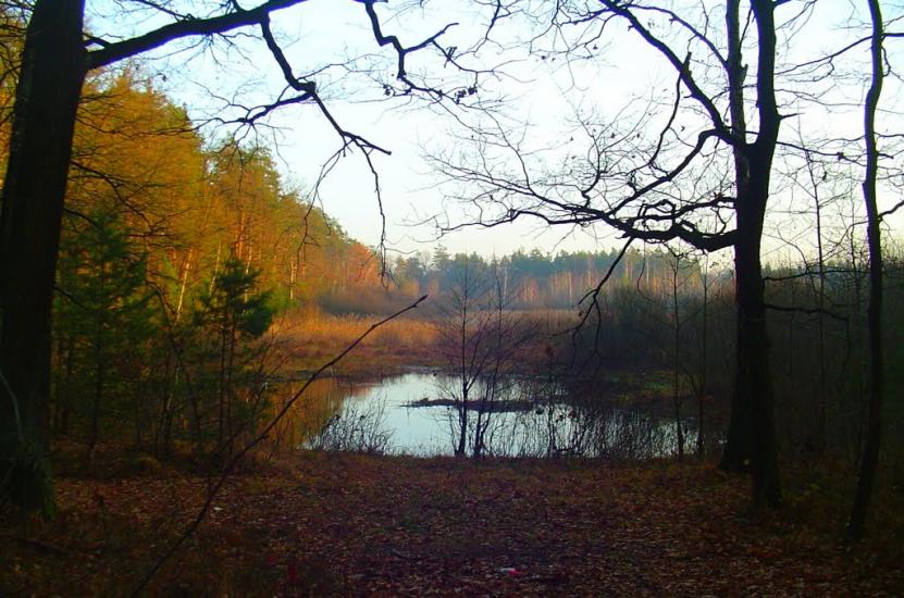 Дідовичі з panoramio.com - Дідовичі