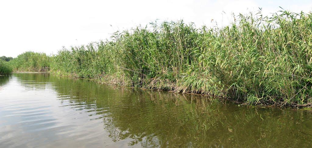 Ковпаківка з panoramio.com - Ковпаківка