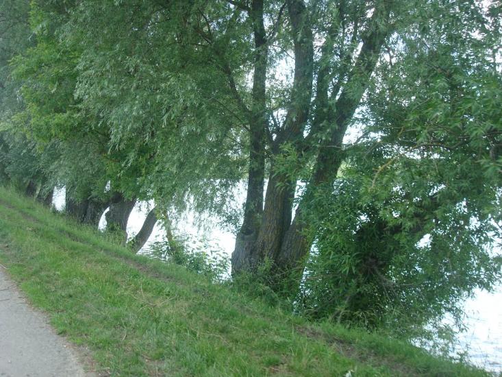 Малашівці з panoramio.com - Малашевцы
