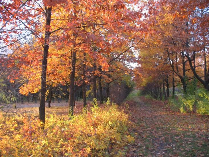 Рогань з panoramio.com - Рогань