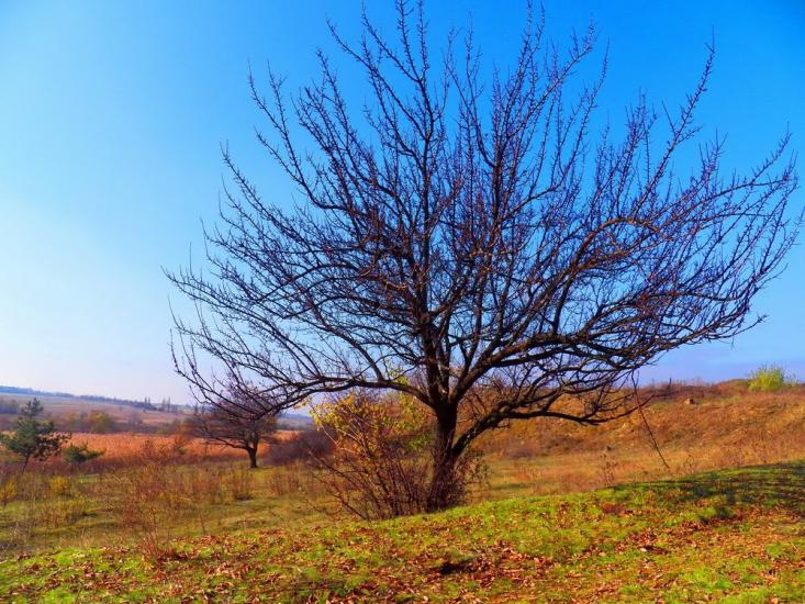 Нижня Кринка з panoramio.com - Nyzhnya Krynka