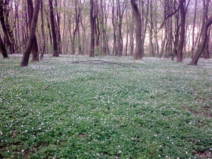 Тщенець з panoramio.com - Тщенец