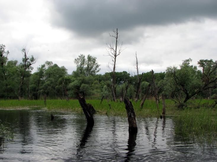 Пекарі з panoramio.com - Пекарі