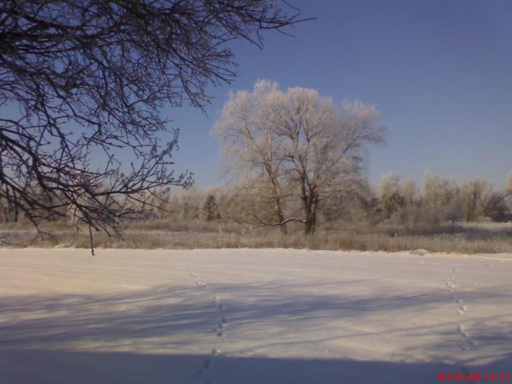 Кустолові Кущі з panoramio.com - Кустолові Кущі