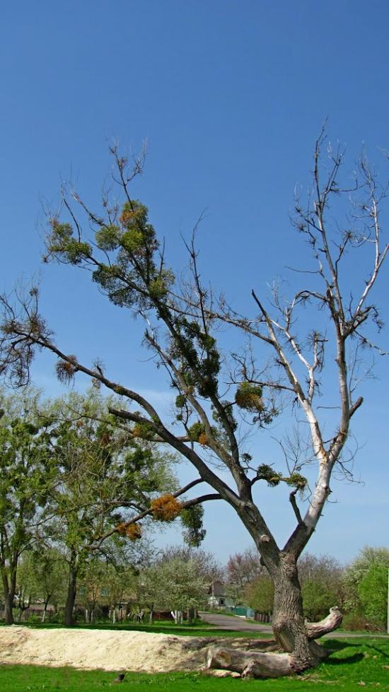 Городок з panoramio.com - Gorodok