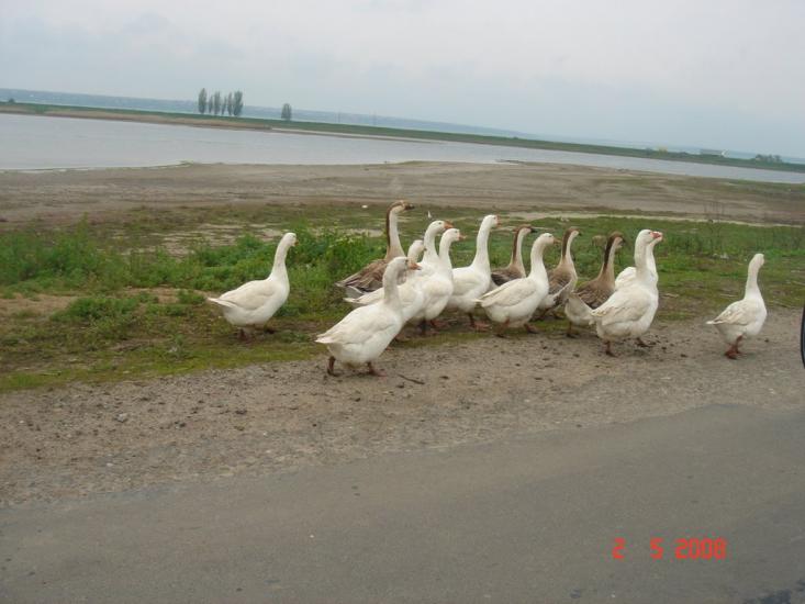 Любопіль з panoramio.com - Любопіль