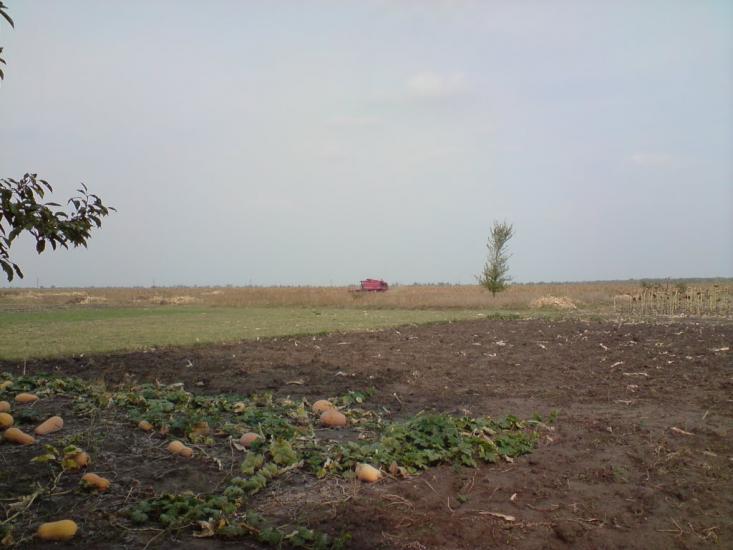 Веселе Поле з panoramio.com - Веселое Поле