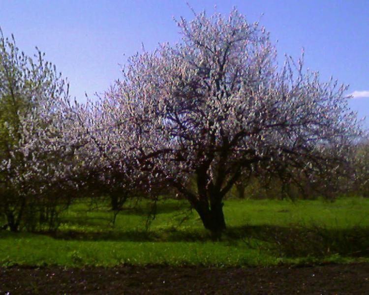 Кринична з panoramio.com - Криничная