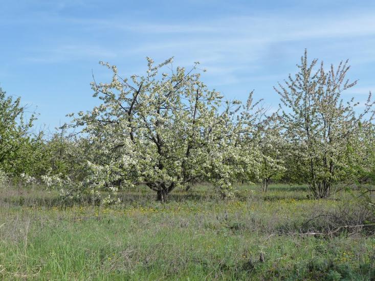 Володимирівка з panoramio.com - Volodymyrivka
