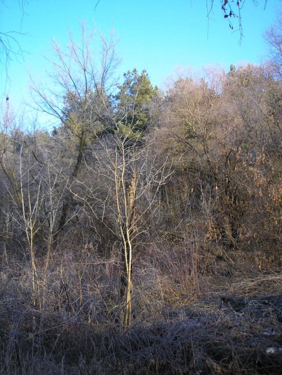 Малютянка з panoramio.com - Малютянка