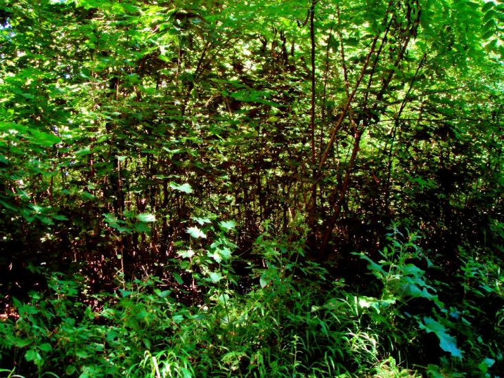 Козацьке з panoramio.com - Казацкое