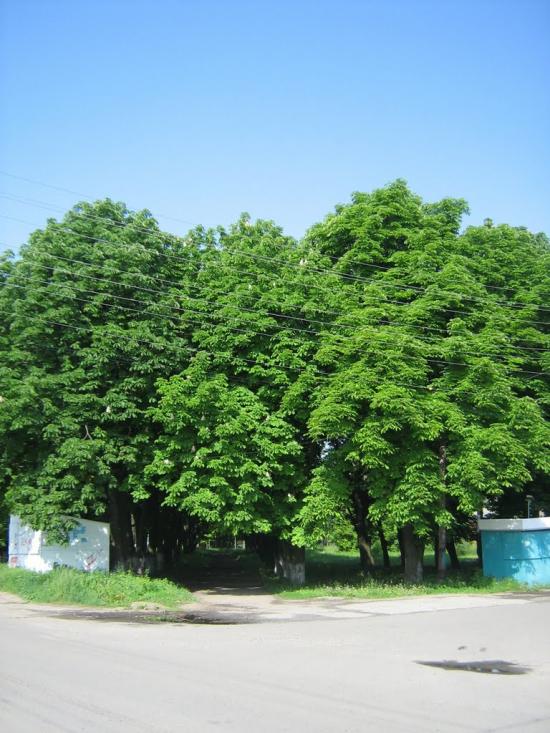 Нова Березівка з panoramio.com - Нова Березівка