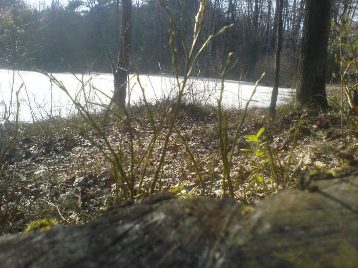 Дідовичі з panoramio.com - Дідовичі