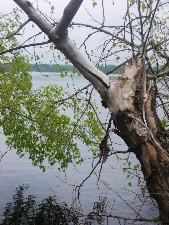 Шабельники з panoramio.com - Шабельники