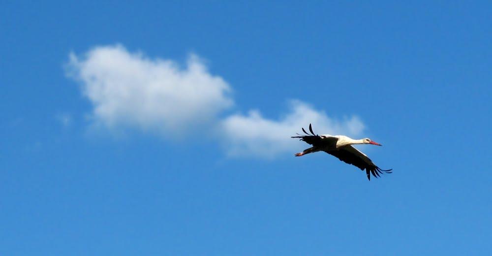 Яревище з panoramio.com - Яревище