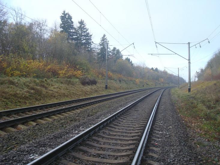 Рідкодуби з panoramio.com - Редкодубы