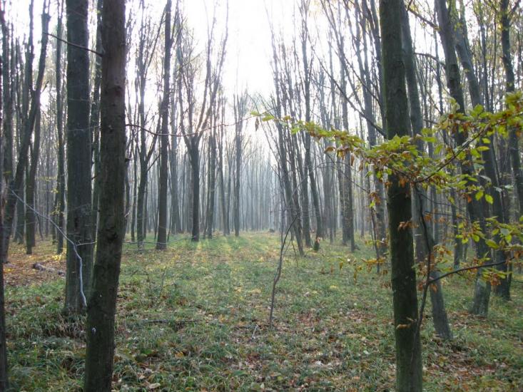 Кисляк з panoramio.com - Kyslyak