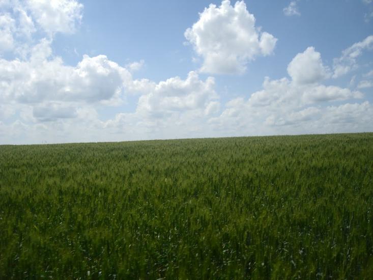Малашівці з panoramio.com - Malashivtsi