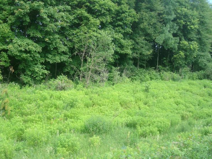 Мокіївці з panoramio.com - Мокіївці