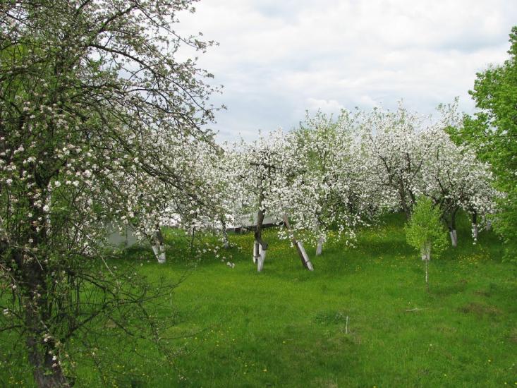 Курне з panoramio.com - Курное