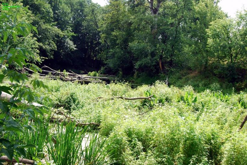 Лабурівка з panoramio.com - Лабурівка