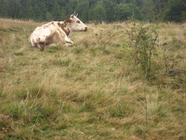 Пилипи з panoramio.com - Пилипи