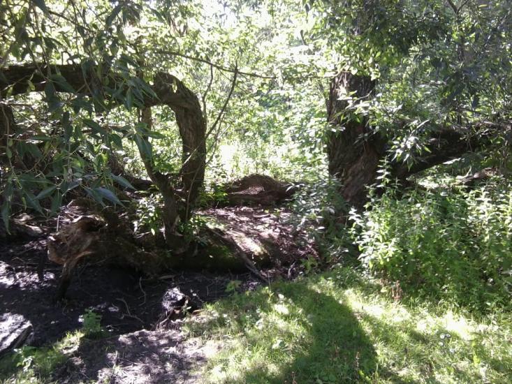 Ріпна з panoramio.com - Ріпна