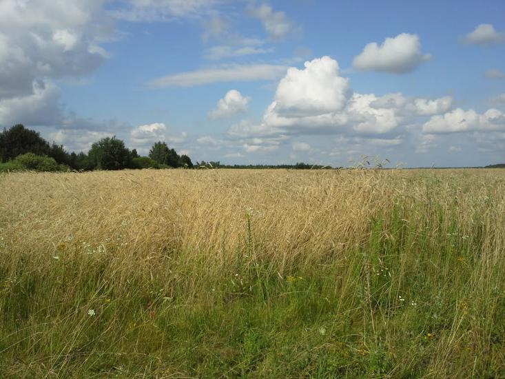 Вирка з panoramio.com - Vyrka