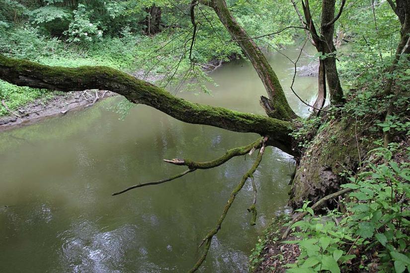 Іванківці з panoramio.com - Иванковцы