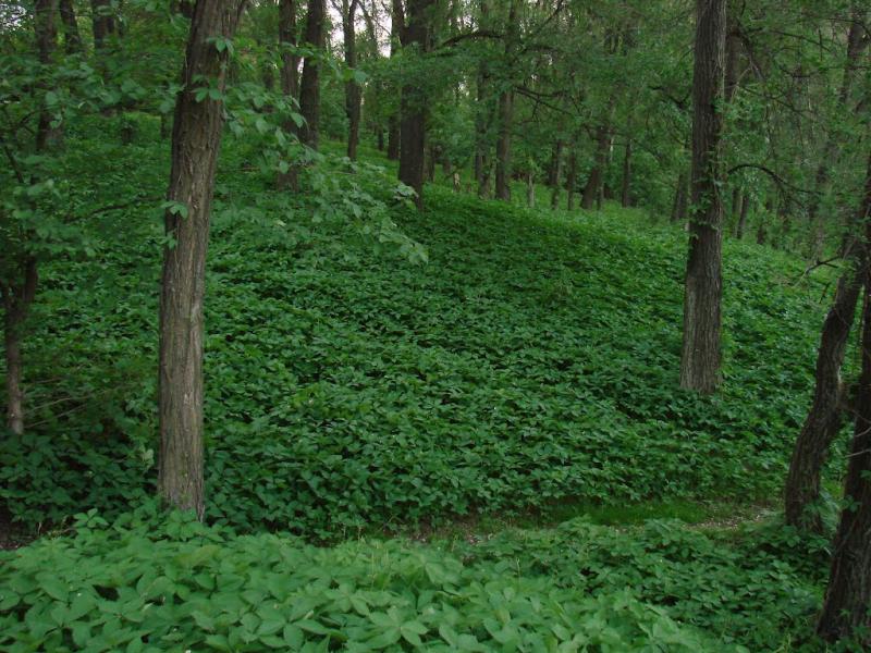 Богатирівка з panoramio.com - Богатирівка