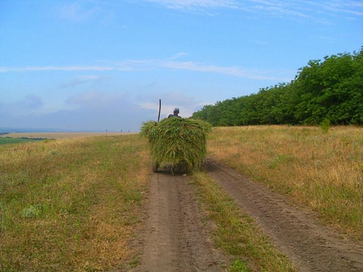 Доманівка з panoramio.com - Доманевка